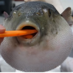 PUFFFERFISH
