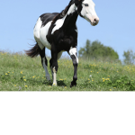 Rainfall riding horse club