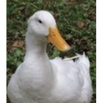 duckee