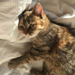 kitten ツ