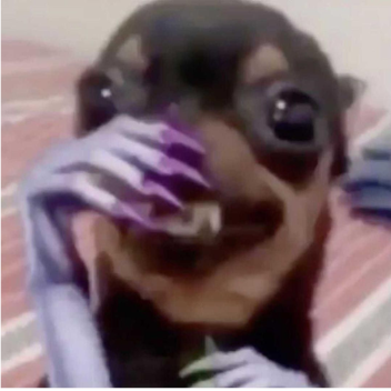 Feliz Anniversário Alice!