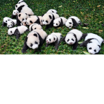 ~The Panda Army~