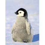 pinguim oficiais
