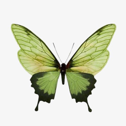 Ƹ̵̡Ӝ̵̨̄Ʒ