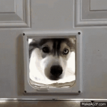 Husky Fan club WOOFF