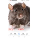 Rats are Better than cats!