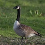 Official Gooselines FanClub