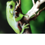Frogs United ||