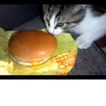 Mckitty's Fast food Burgers
