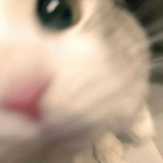 cute팀