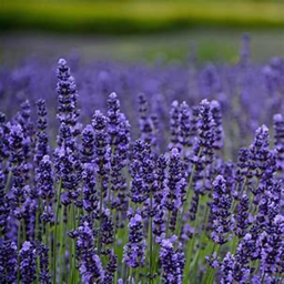Lavender Island
