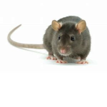 Ist rat legion