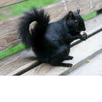 Squirrel place
