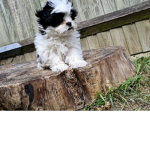 Bailey_my_world