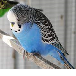 Budgie Quiz! (update!)