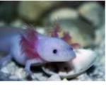 Axolotls! (Official Group)
