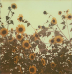 luny~aesthetic vibes~