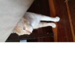 Adore cats?join this group