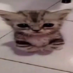 kitty meow'