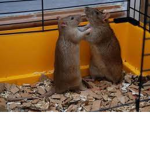 rAtS sIsTeR