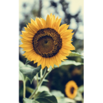 Sunnys Flowers