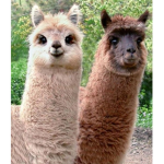 Alpaca fans :3