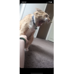 Yawning cats