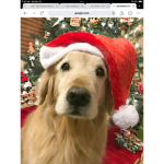 It's the most wonderful time of the year,Christmas