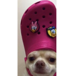 Croc dog
