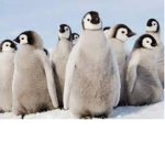 PENGUIN FAN CLUBS