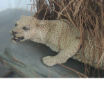 there is a life for endangered animals, well help