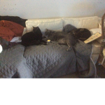 Creeperkitten8 studios