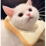 .Gatitos