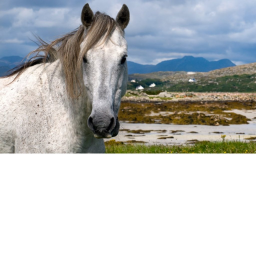 -ADOPTION HORSES/UFA'S- river wild stables-