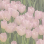Talented Flower Group