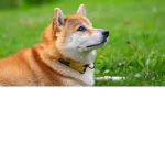 #The Doge Club