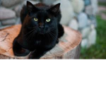 Best Cats!