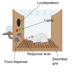 operant conditioning chamber