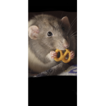 RAT CHEFS