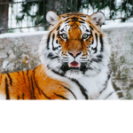 The Loyalty Tiger