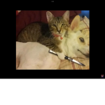 Cat kill dog group