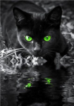 Catsrules freinds group