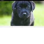 I love dogggggggsssssssssssssss
