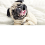 Pug Cult