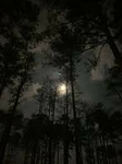 Dark Moon Of The Wild Forest