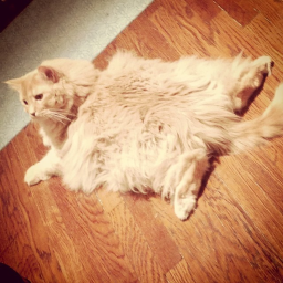 Kitty  Hangout