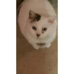 i love cats do you