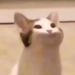 Pop cat fans (Unofficial)