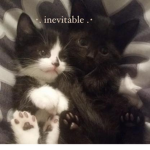 ⋆. inevitable .⋆