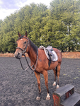 || Horse Shoe Academy ||